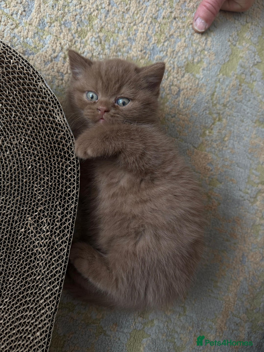 British Shorthair cats for sale: Gccf british shorthair kittens  - Image 6