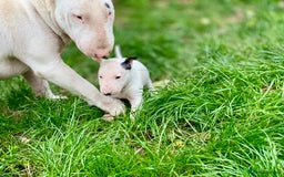 English Bull Terrier dogs for sale: English bull terrier puppy’s  - Image 4