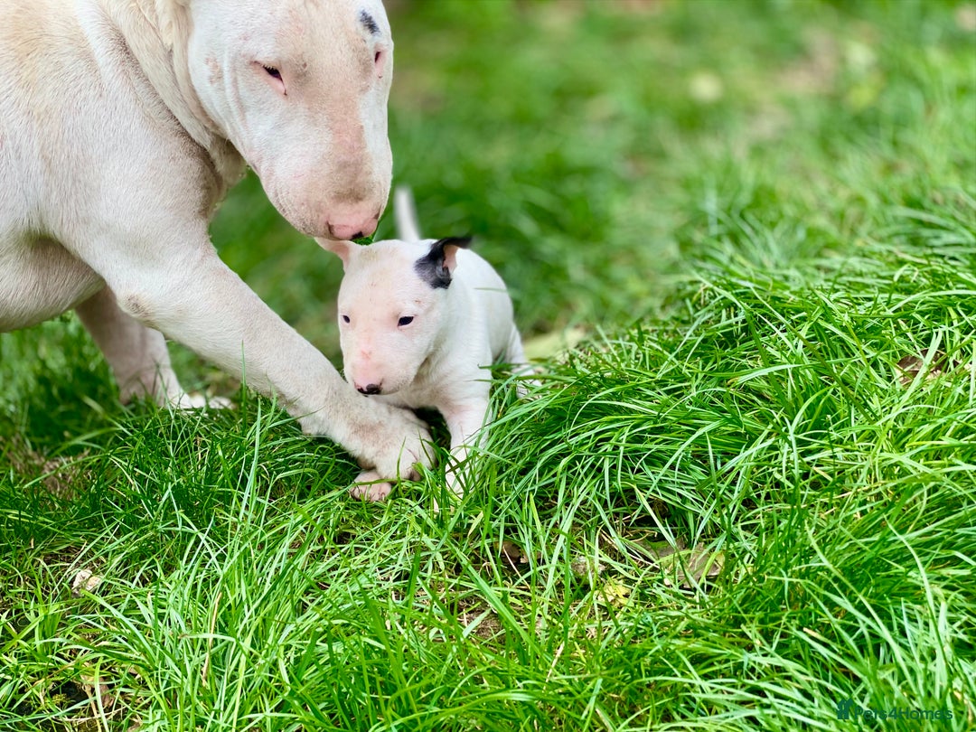 English Bull Terrier dogs for sale: English bull terrier puppy’s  - Image 4