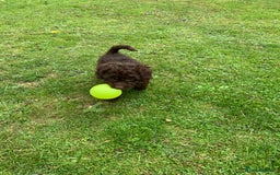 Cockapoo dogs for sale: READY NOW F1b Cockapoo puppies DNA CLEAR - Image 9