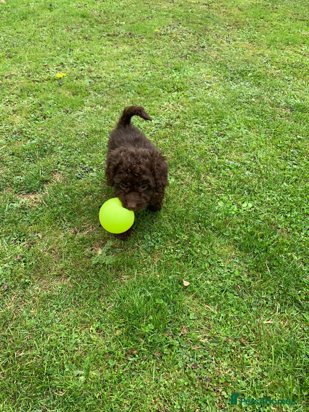 Cockapoo dogs for sale: READY NOW F1b Cockapoo puppies DNA CLEAR - Image 9