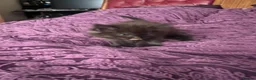 Ragdoll cats for sale: 🥰🥰🥰 - Advert 10