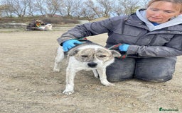 Mixed Breed dogs for adoption: Misty - Norwich Norfolk  - Advert 9