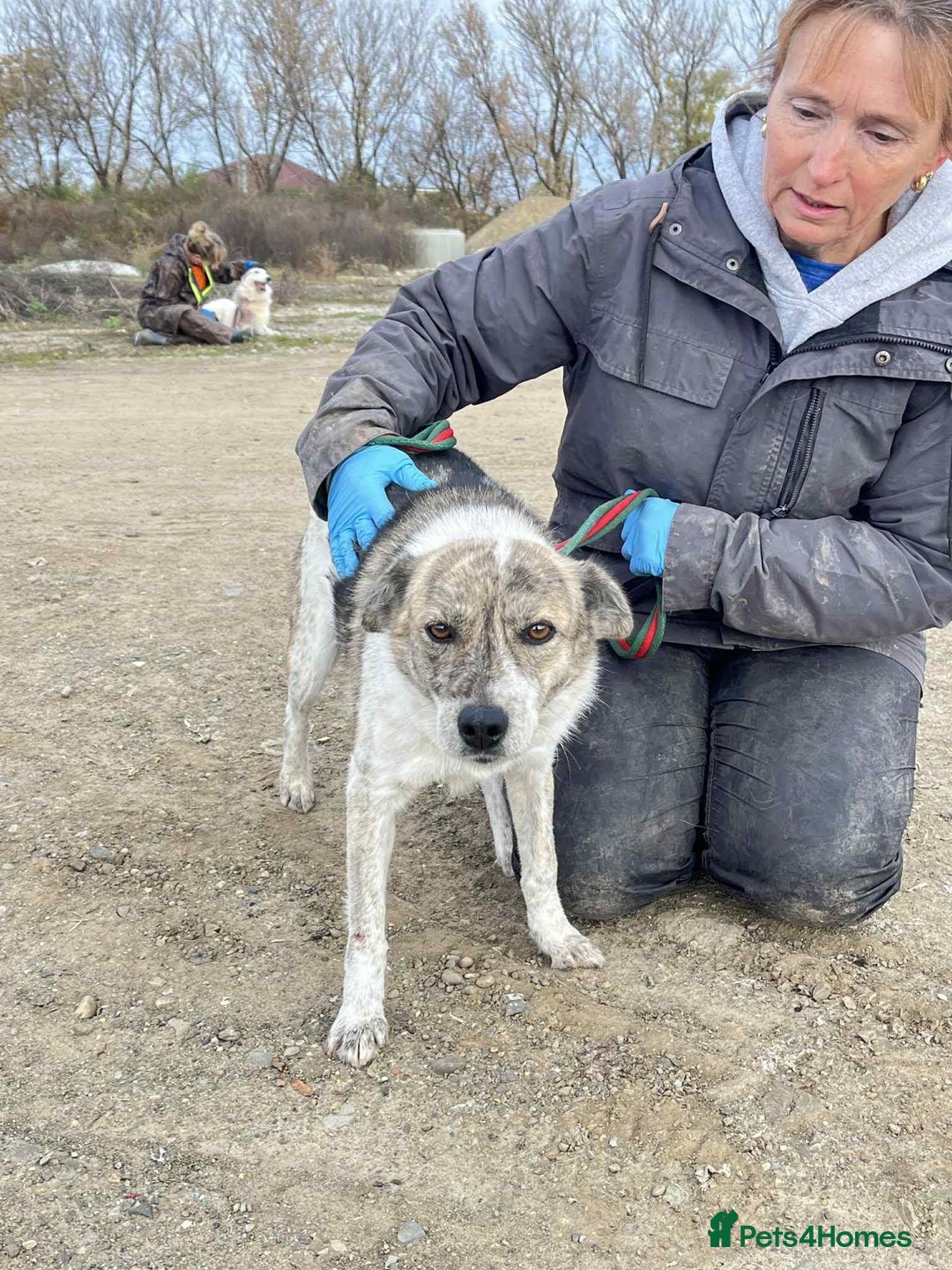 Mixed Breed dogs for adoption: Misty - Norwich Norfolk  - Advert 9