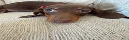 Miniature Dachshund dogs for sale: Miniature dachshund puppies reduced  - Advert 16