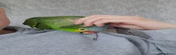 Parrots birds for sale: Red Lored Amazon - Advert 5