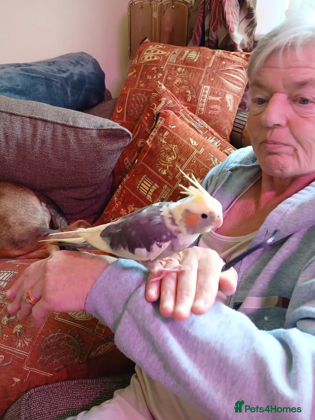 Cockatiels birds for sale: Mr r adair in Ellesmere Port - Advert 1