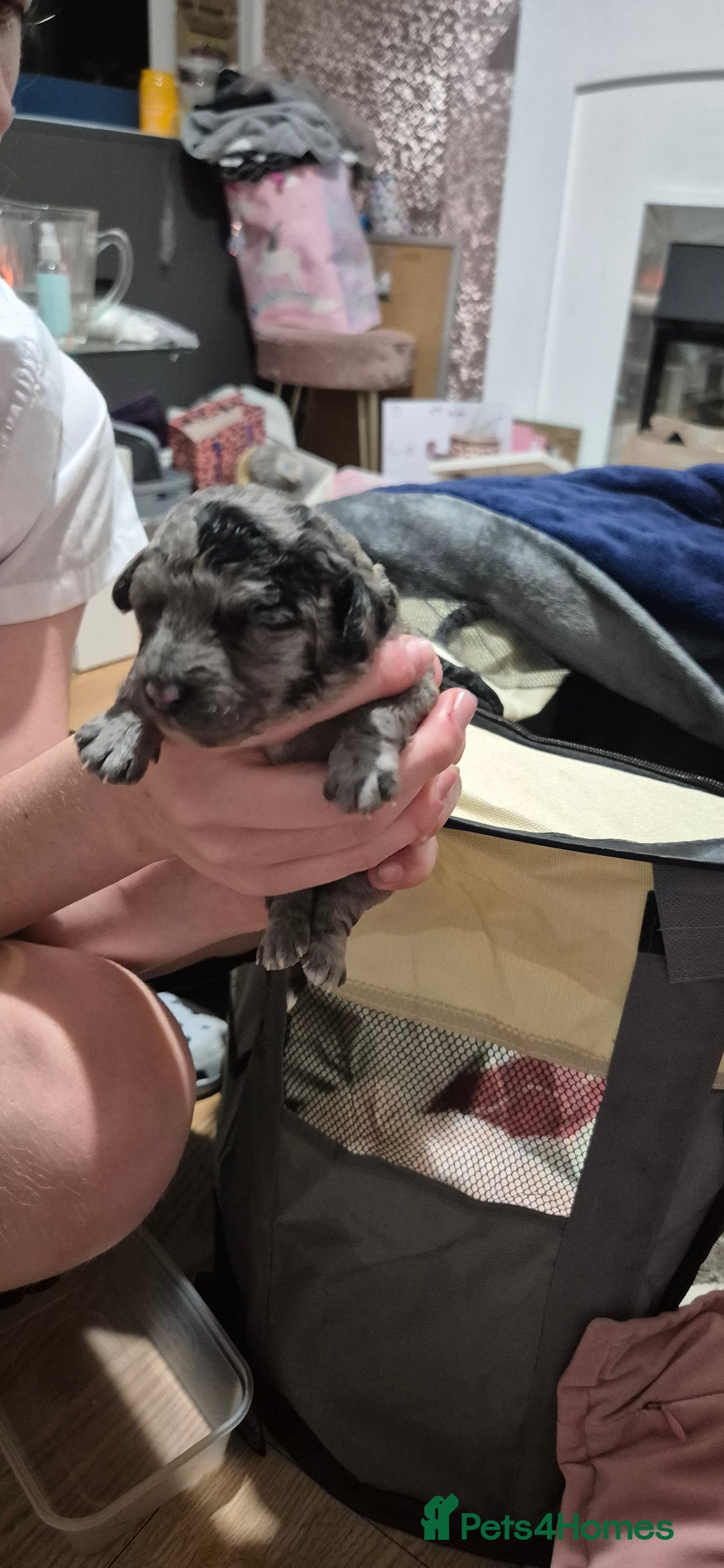 Mixed Breed dogs for sale: Gorgeous cavapoochon puppies - Advert 6