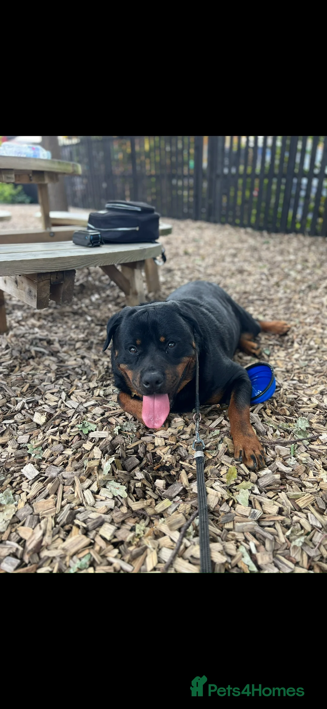 Rottweiler dogs for stud: Max Champion  in Walsall - Advert 14