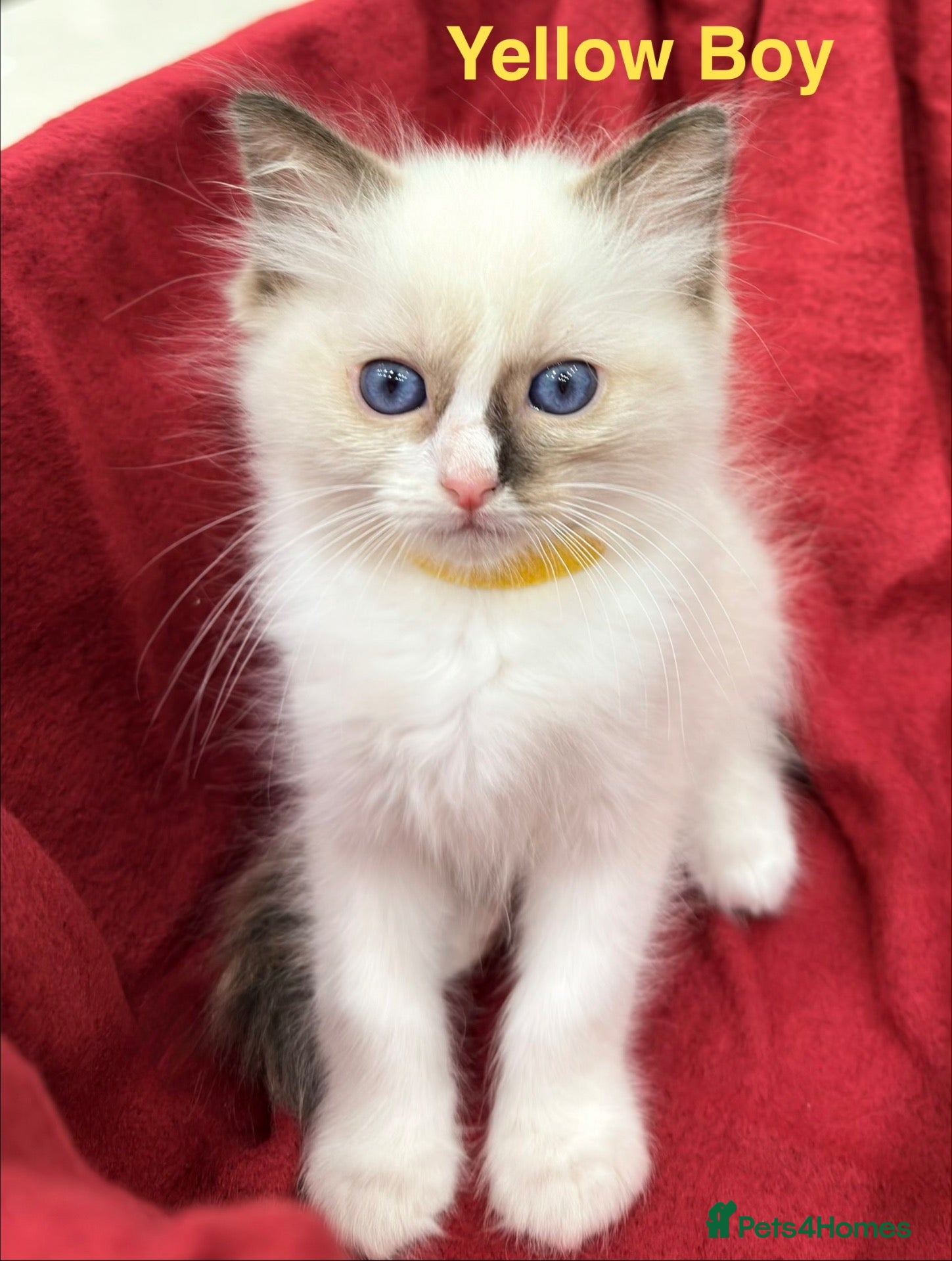 Ragdoll cats Purebred Ragdoll Kittens  - Advert 1