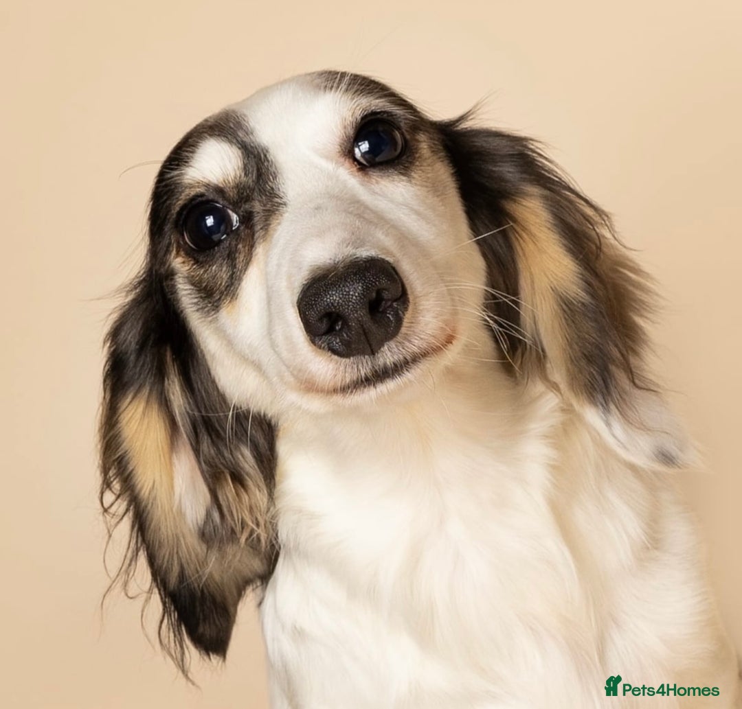 Miniature Dachshund dogs for sale: Exceptional champion PRA clear KC reg  - Image 6