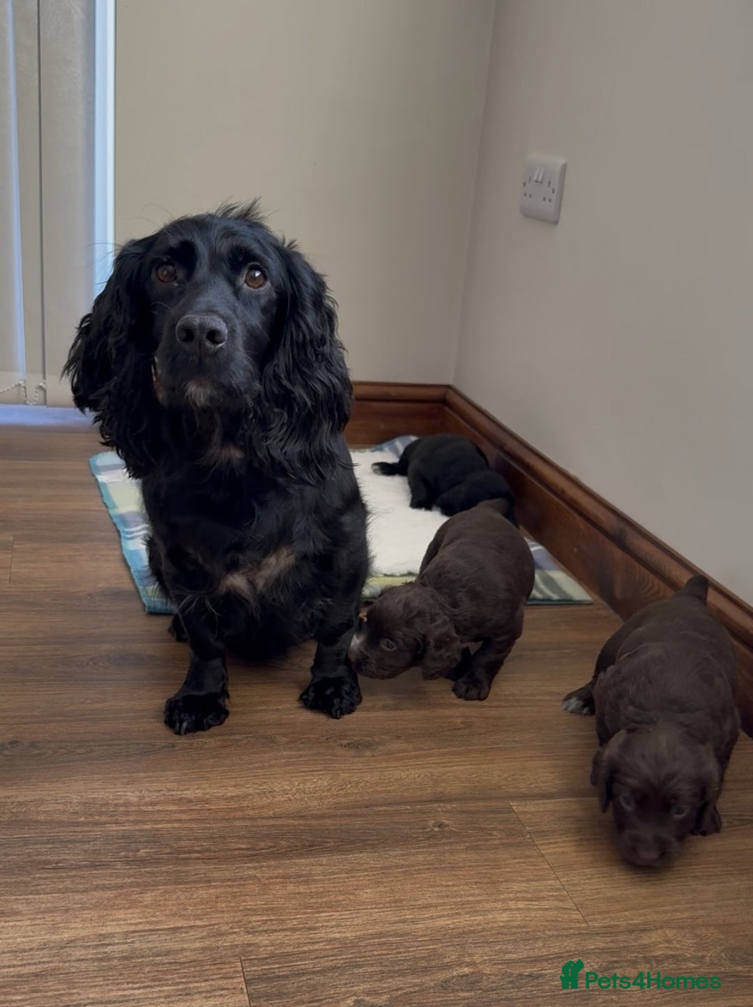 Cocker Spaniel dogs for sale: Working Cocker Spaniel puppies - Advert 5
