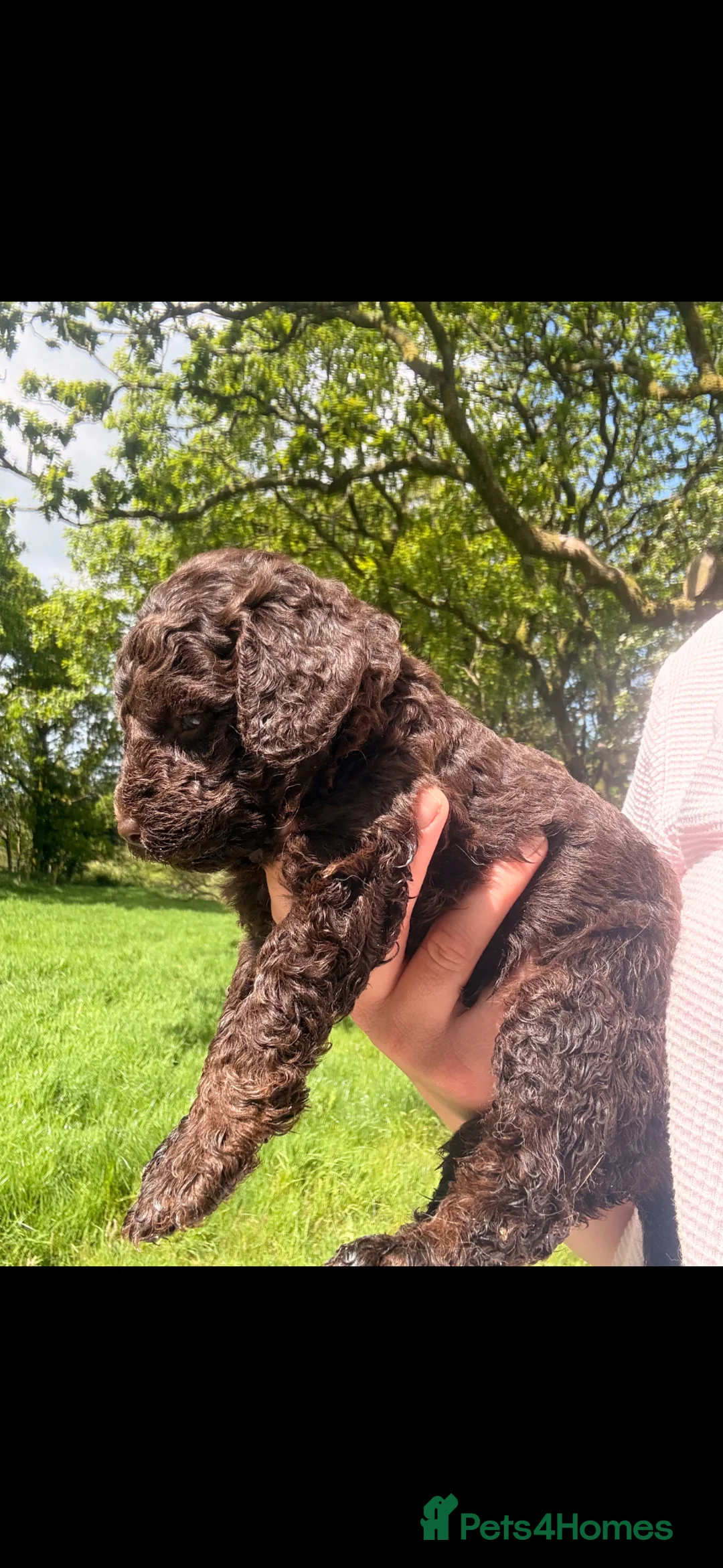 Labradoodle dogs for sale: 🐶Miniature labradoodle puppies 🐶  - Advert 2