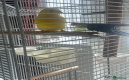 Canaries birds for sale: two canaries in pairs  - Image 11