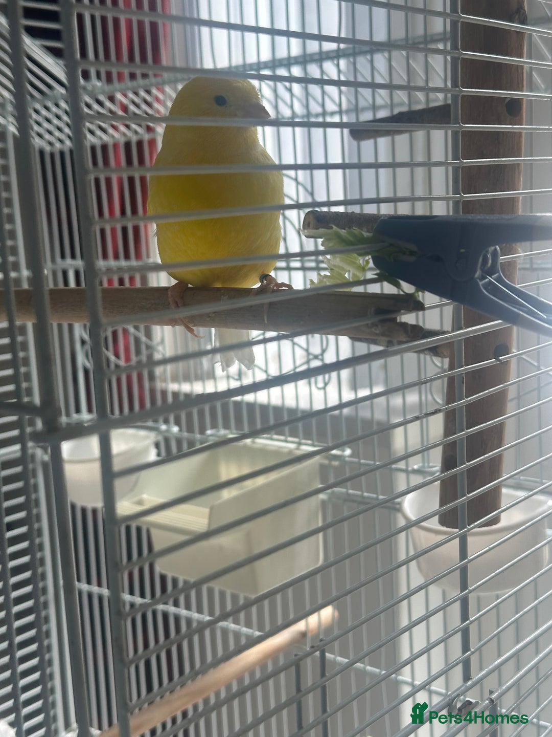 Canaries birds for sale: two canaries in pairs  - Image 11