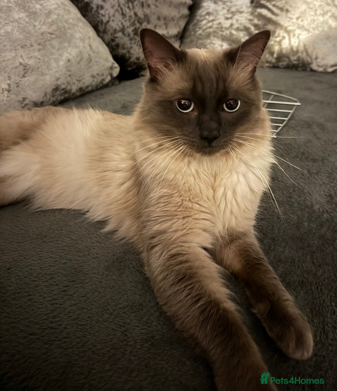 Ragdoll cats for sale: Beautiful Ragdoll Kittens - Advert 18