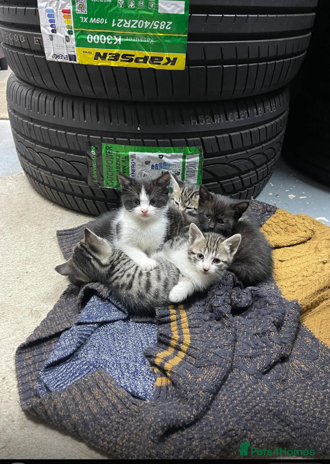 Mixed Breed cats for sale: Mixed kittens for sale - Advert 5