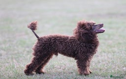 Toy Poodle dogs for stud: Hugo Chocolate & Tan outstanding toy poodle  - Image 5