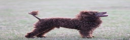 Toy Poodle dogs for stud: Hugo Chocolate & Tan outstanding toy poodle  - Advert 5
