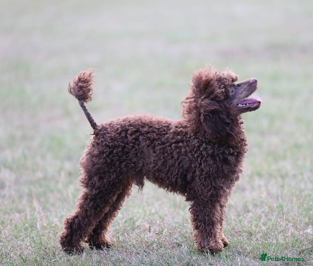Toy Poodle dogs for stud: Hugo Chocolate & Tan outstanding toy poodle  - Image 5