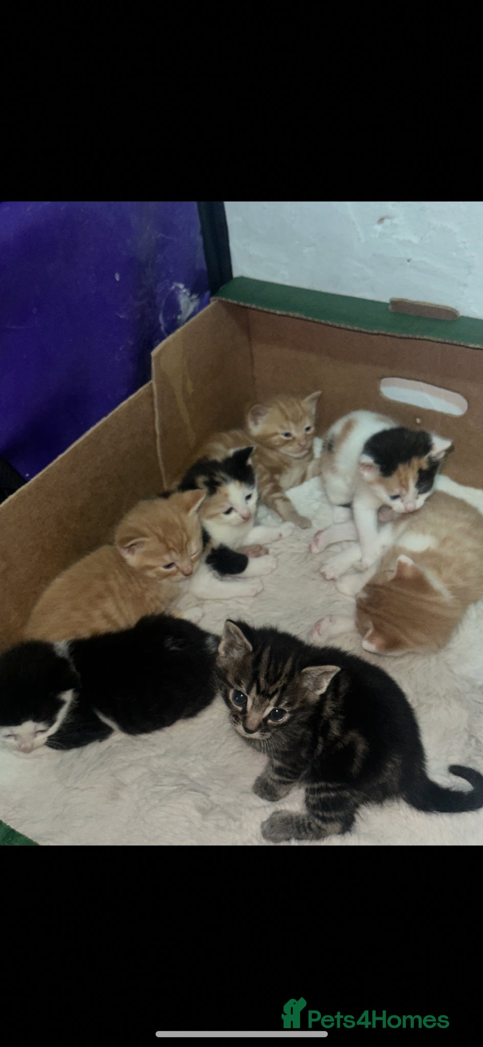Mixed Breed cats CUTE KITTENS NOW FOR SALE!! - Advert 8