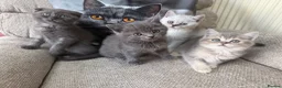 Scottish Fold cats for sale: Last two girls ❤️Lovely scotish kittens💕💕💕 - Advert 11