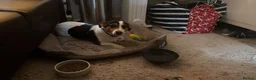Mixed Breed dogs for sale: Dog for sale  in Leatherhead - Advert 6