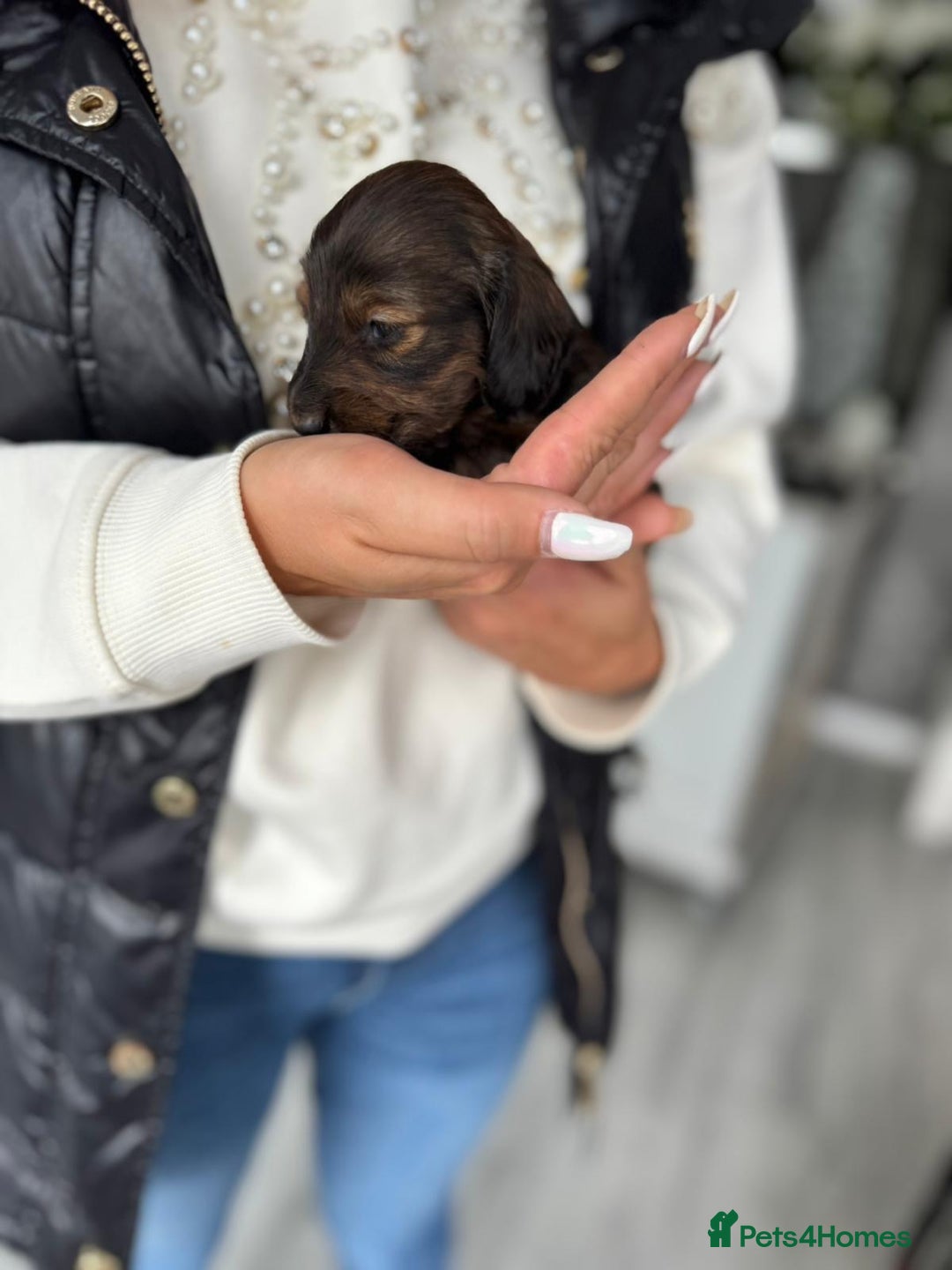 Miniature Dachshund dogs for sale: Miniature long-haired dachshunds - Image 19