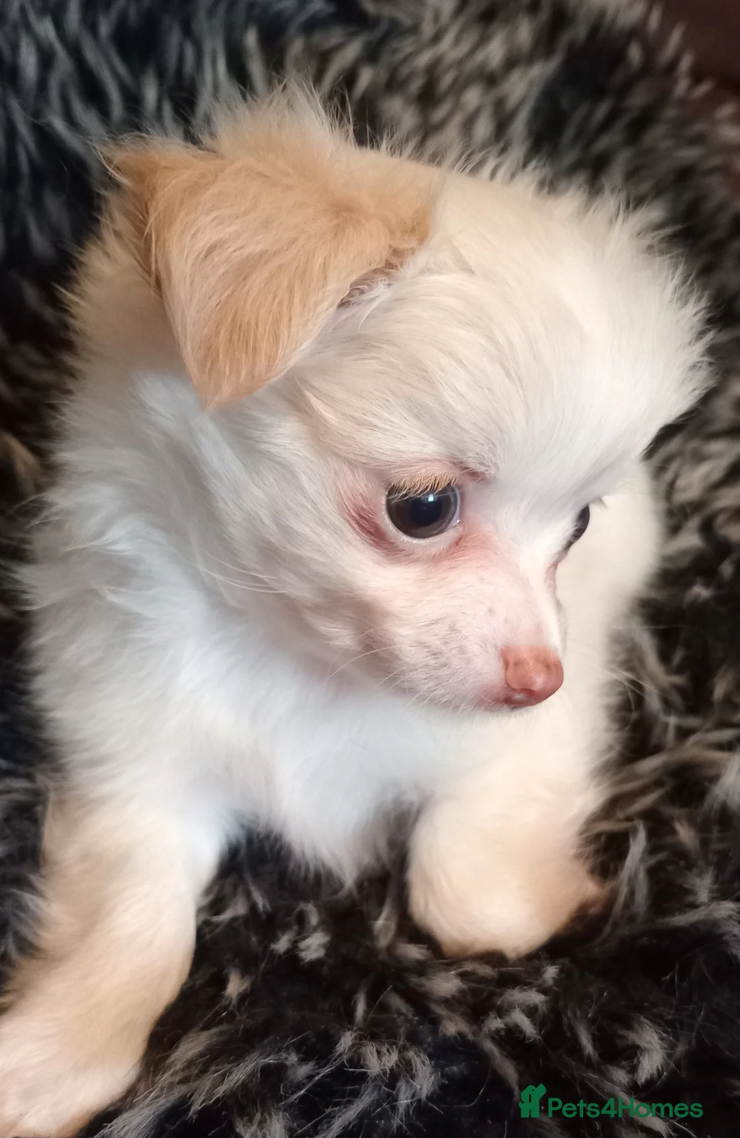 Chihuahua dogs for sale: Chihuahua long coat puppies in Peterborough - Advert 10