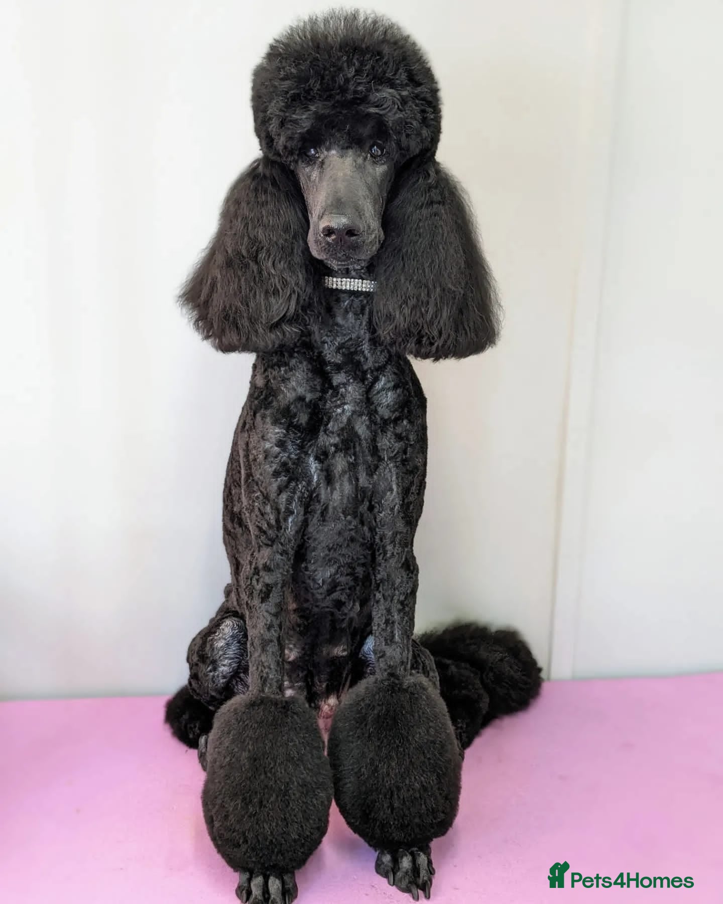 Standard Poodle dogs KC Registered Show Quality Standard Poodle Puppies - Advert 2