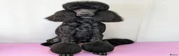 Standard Poodle dogs for sale: KC Registered Show Quality Standard Poodle Puppies - Advert 2