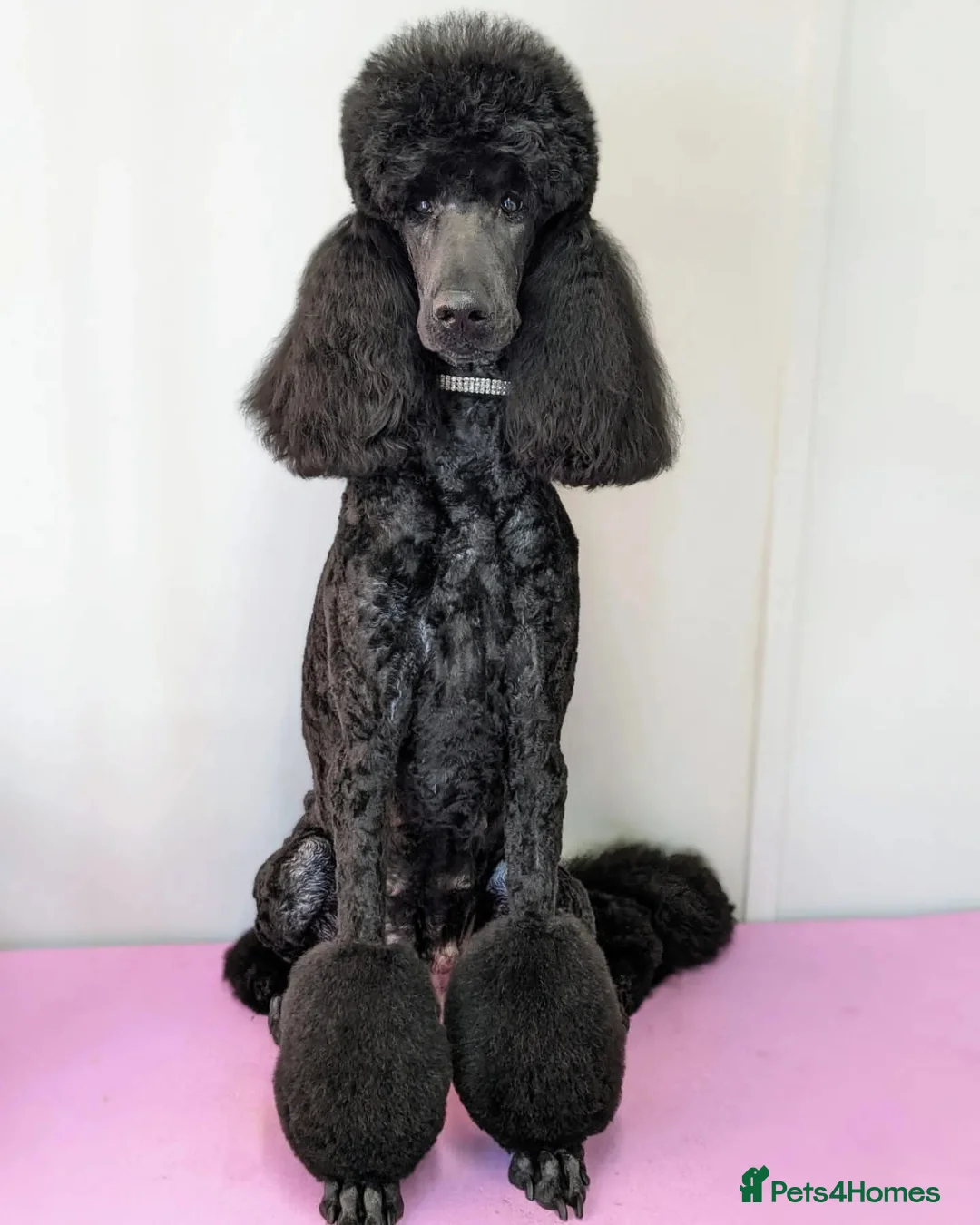 Standard Poodle dogs for sale: KC Registered Show Quality Standard Poodle Puppies - Advert 2