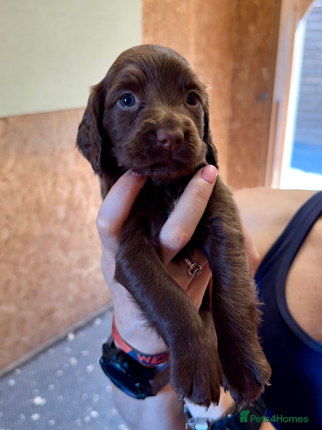 Sprocker dogs for sale: Working Sprocker Spaniel Puppies - Image 11