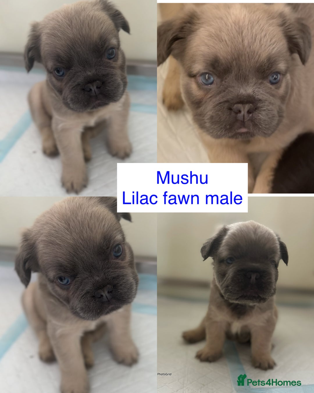 French Bulldog dogs for stud: FLUFFY LILAC TAN FRENCH BULLDOG CARYING TESTABLE in Haywards Heath - Advert 10