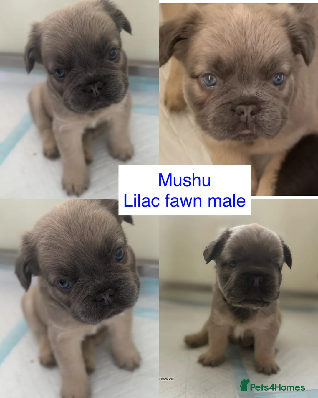 French Bulldog dogs for stud: FLUFFY LILAC TAN FRENCH BULLDOG CARYING TESTABLE in Haywards Heath - Advert 10