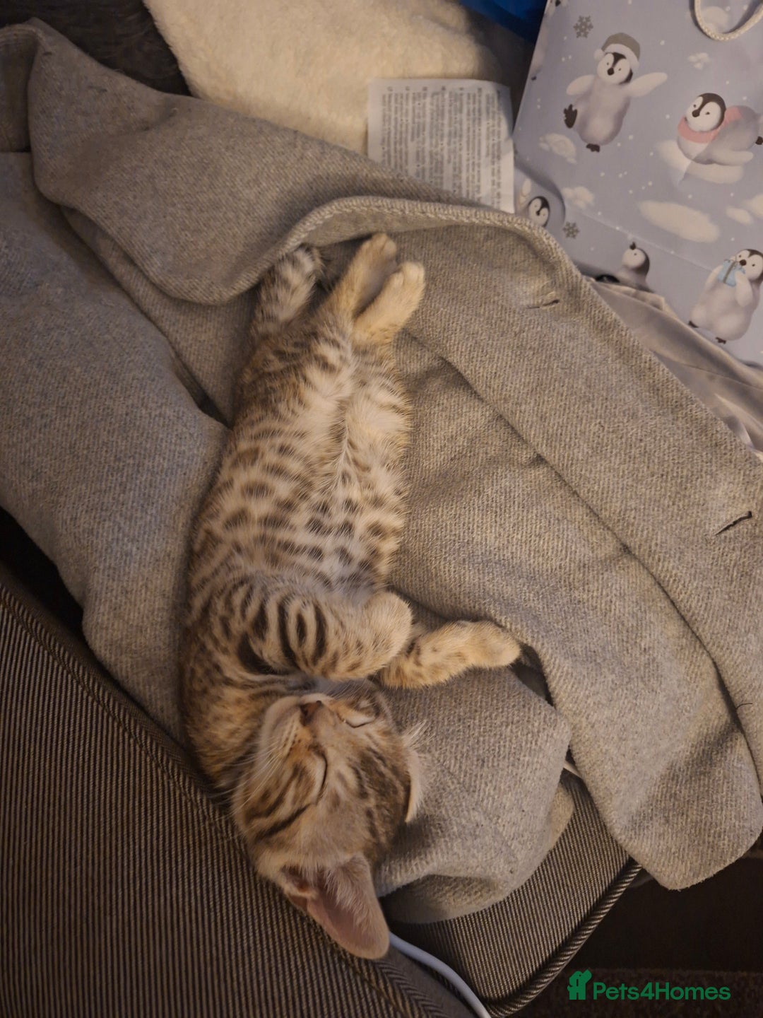 Bengal cats for sale: Four gorgeous Bengal kittens: snow, brown, silver - Advert 10