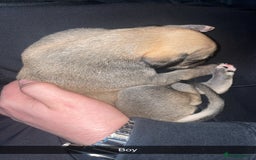 Mixed Breed dogs for sale: Stunning saluki greyhound puppies.  - Advert 37