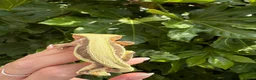 Gecko reptiles for sale: Lily white crested gecko  - Advert 6