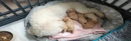 Mixed Breed dogs for sale: Little mini poodle boys! - Advert 2
