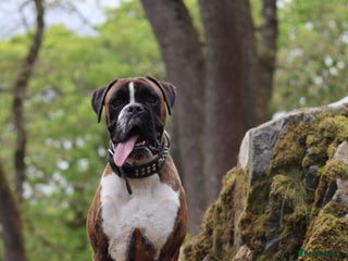 Boxer dogs - Advert 8