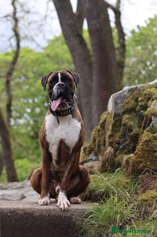 Boxer dogs - Advert 1