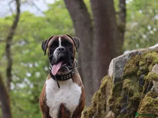 Boxer dogs Beautiful Brindle Boxer Stud Available - Advert 4