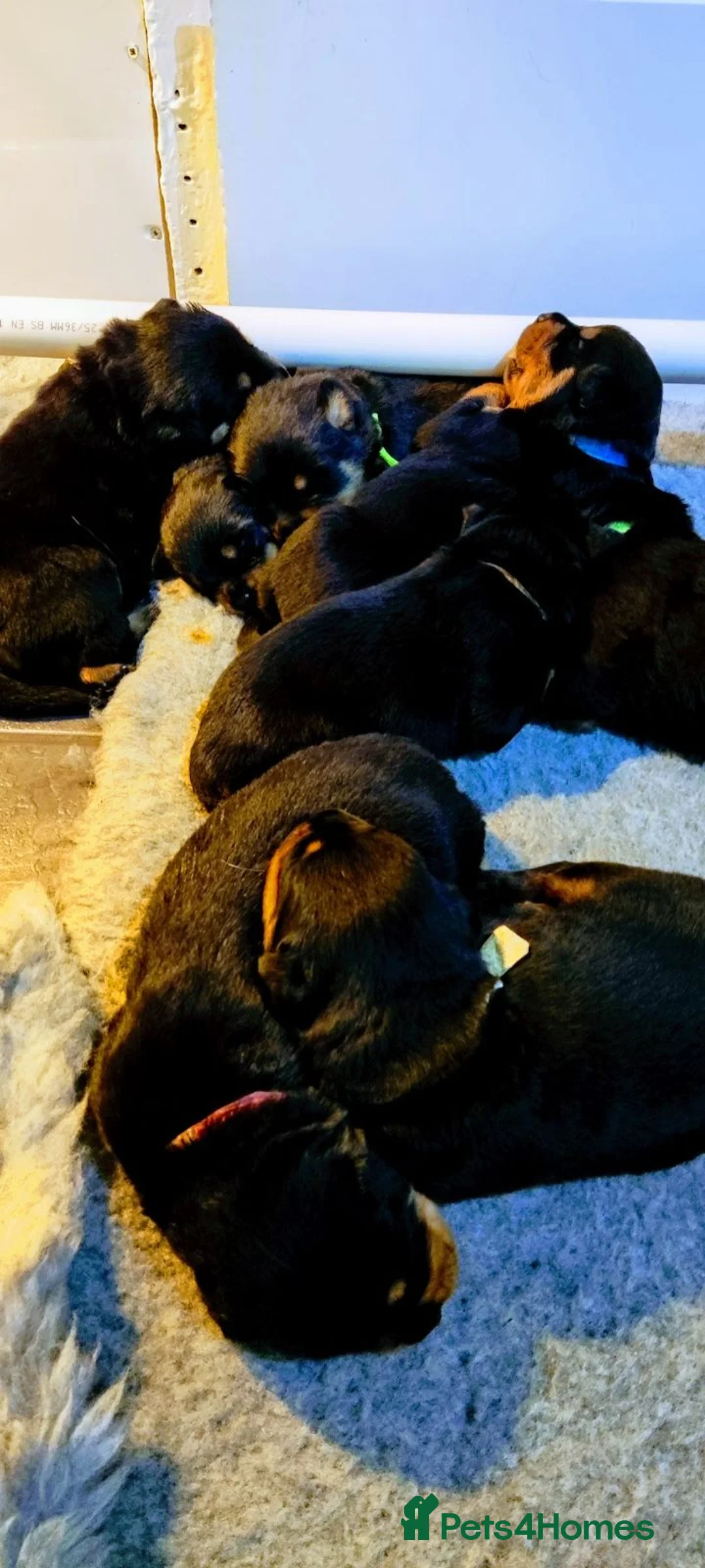 Rottweiler dogs for stud: Bruno the Rottweiler Stud Services in Wrexham - Advert 20