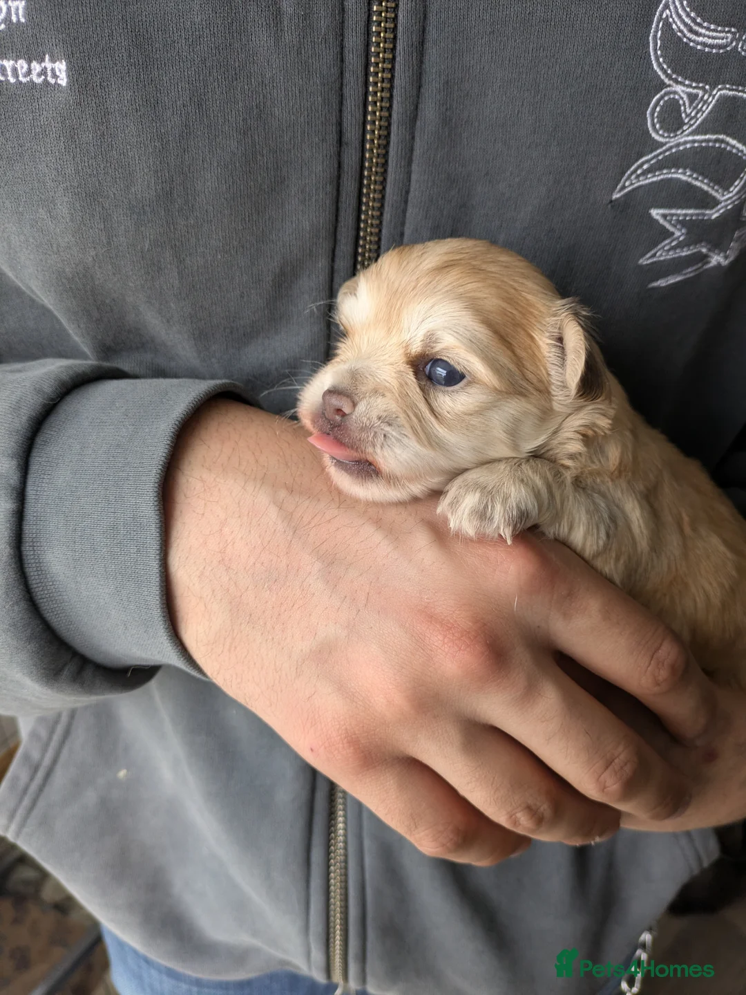 Chihuahua dogs for sale: Longhaired pedigree chihuahuas - Advert 1