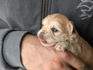 Chihuahua dogs for sale: Longhaired pedigree chihuahuas - Advert 1