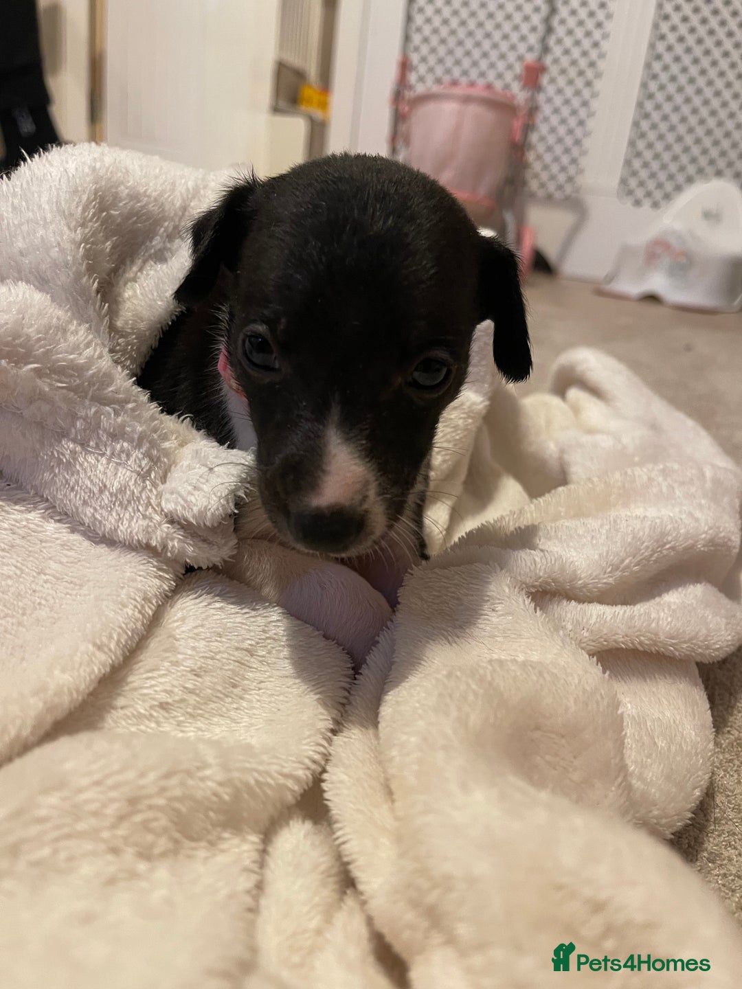Whippet dogs for sale: 6 stunning whippet puppies  - Image 22