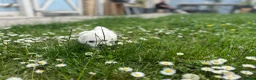 Maltese dogs for sale: Beautiful Maltese Boys in Bristol - Advert 12