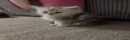 Maine Coon cats for sale: Persian X Maine coon 1 GIRL AVAILABLE  - Advert 19