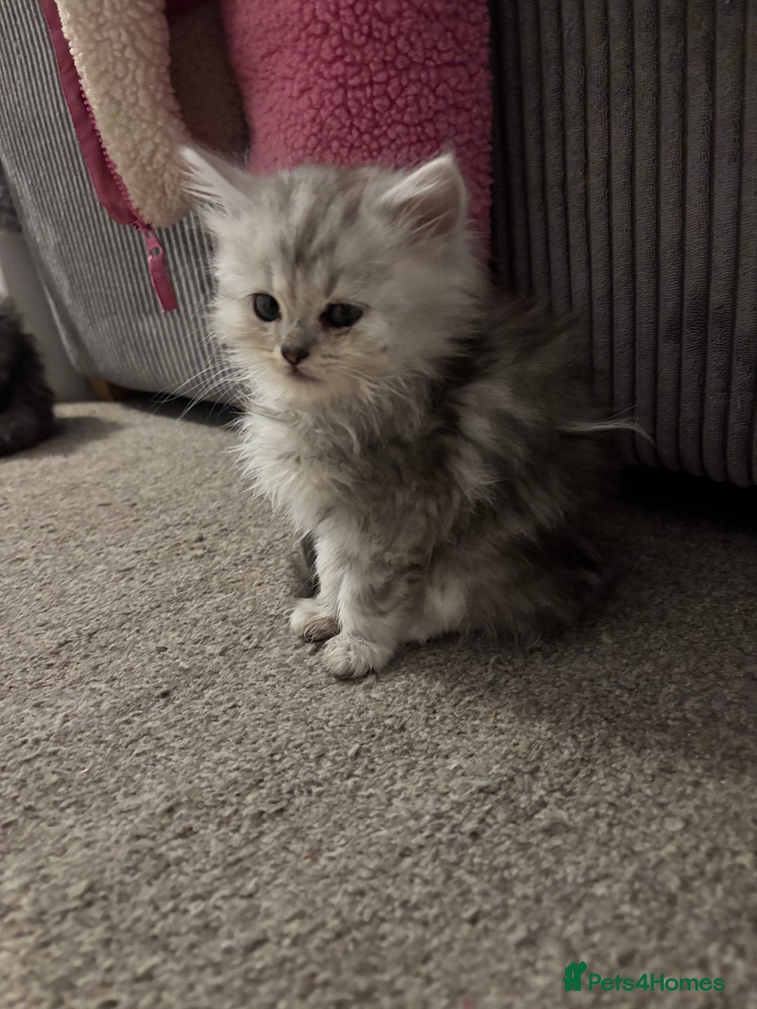 Maine Coon cats for sale: Persian X Maine coon 1 GIRL AVAILABLE  - Advert 19