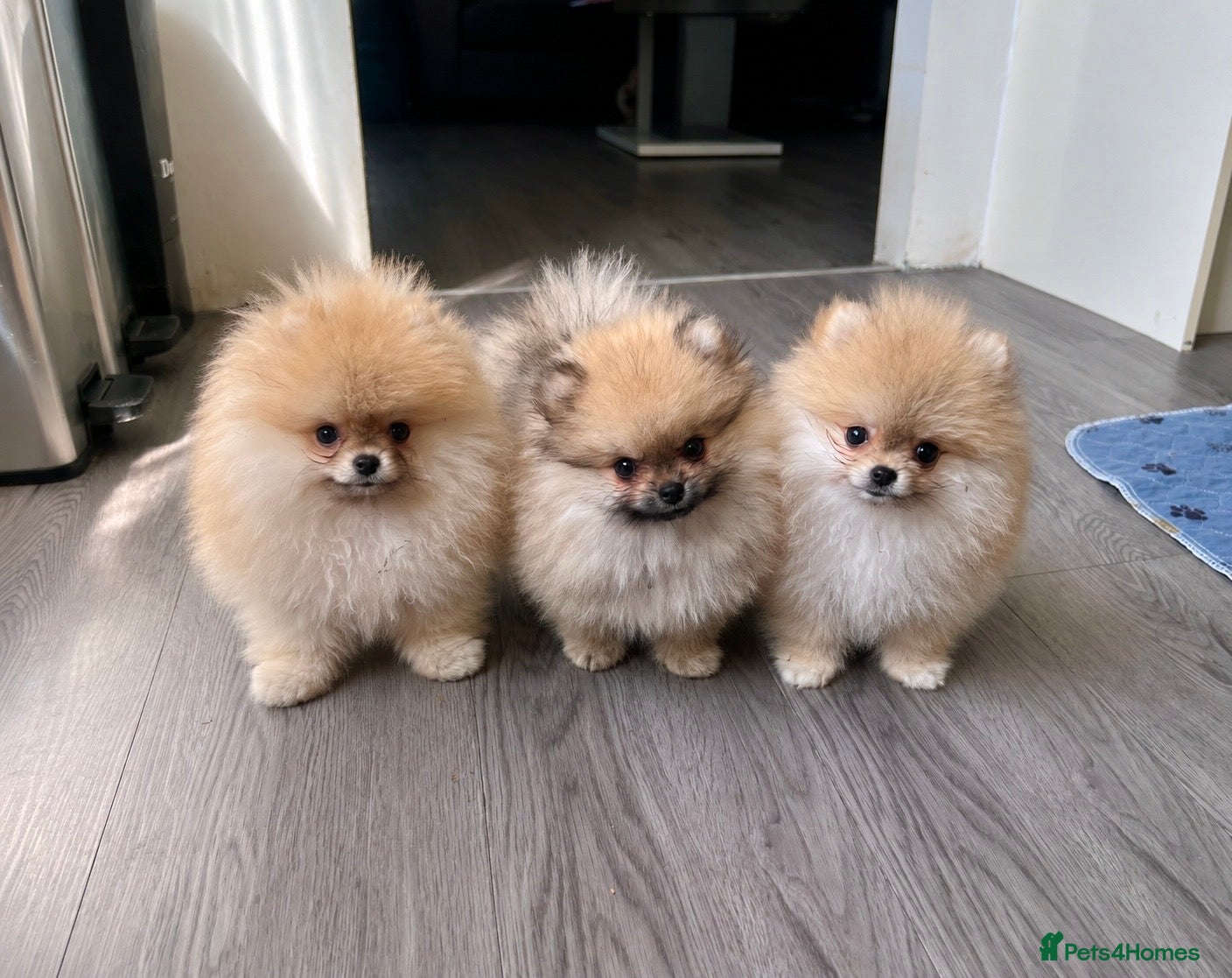 Pomeranian dogs 🐾600gr at 11 weeks 🏆Outstanding 🐻KC  - Advert 1